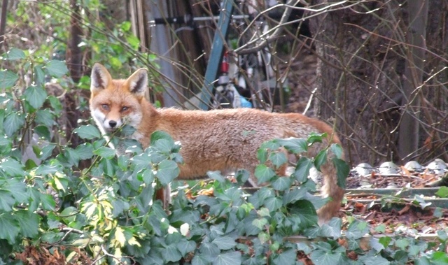 foxy