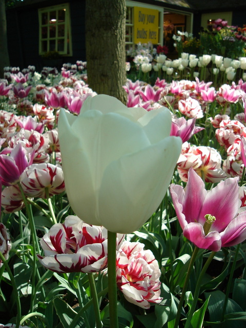 one white tulip