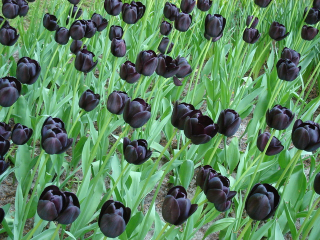 Black Tulips