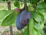 Plums