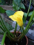 Yellow arum
