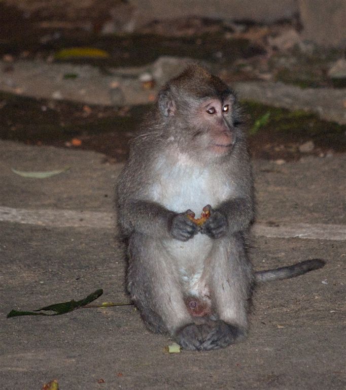 Monkey-1