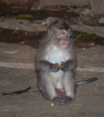 Monkey-1