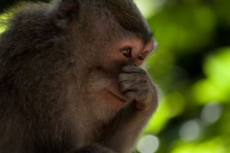 Ubud - Monkey Forest