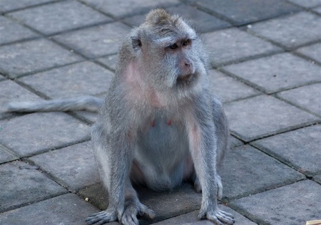 Monkey-4