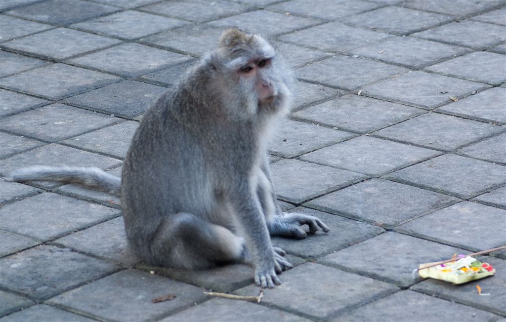 Monkey-5