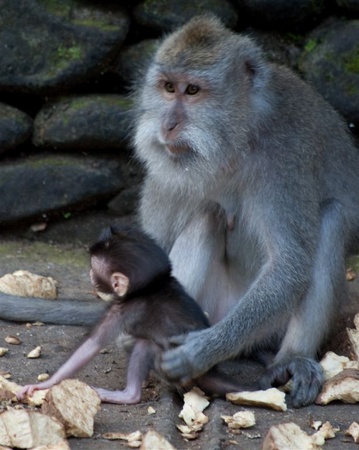 Monkey-13