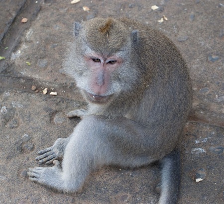 Monkey-14