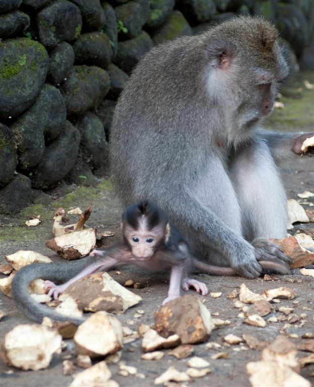 Monkey-15