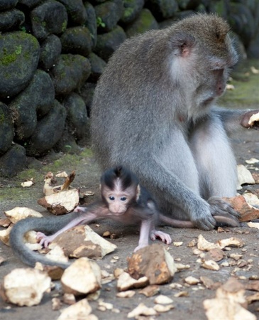 Monkey-15