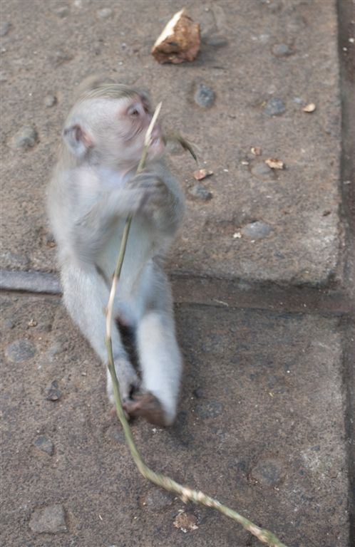 Monkey-16
