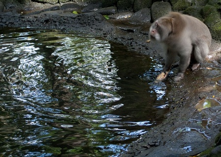 Monkey-18