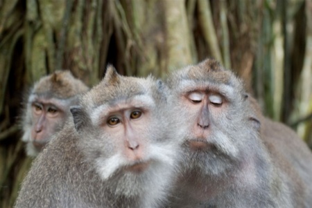 Monkey-28