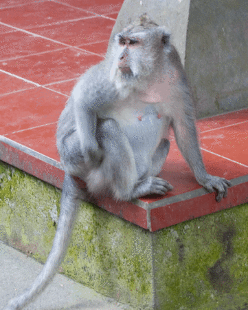 Monkey-sniff
