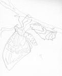 Unfold (Graphite)