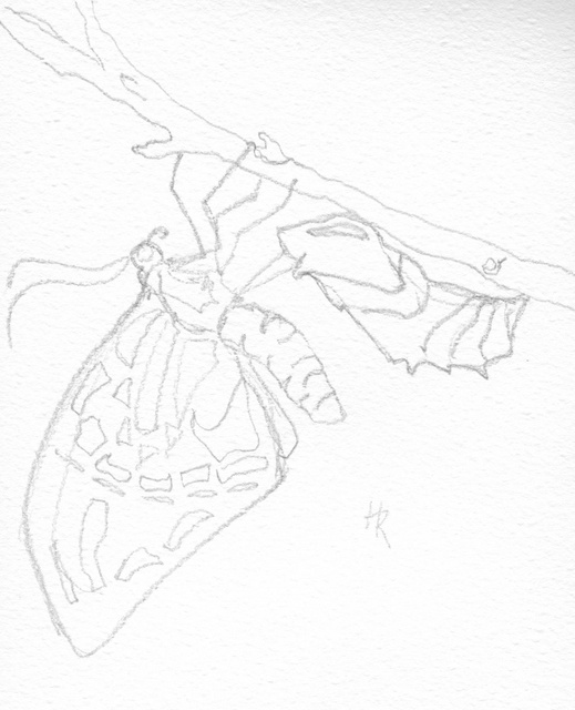 Butterfly unfolding