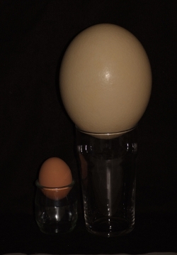 chicken egg vs. ostrich egg
