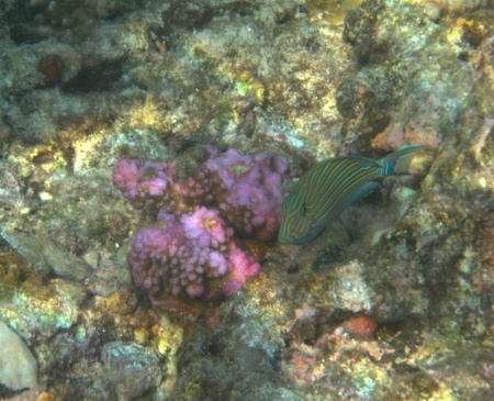 Underwater-Gili-13