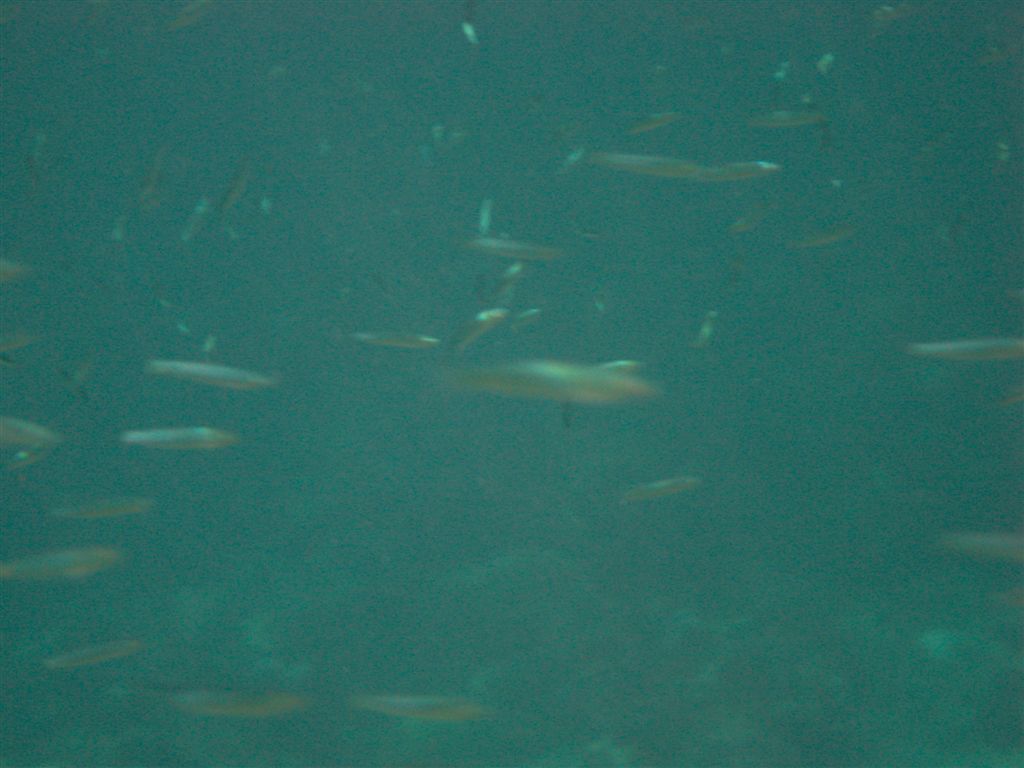 Underwater-Gili-15
