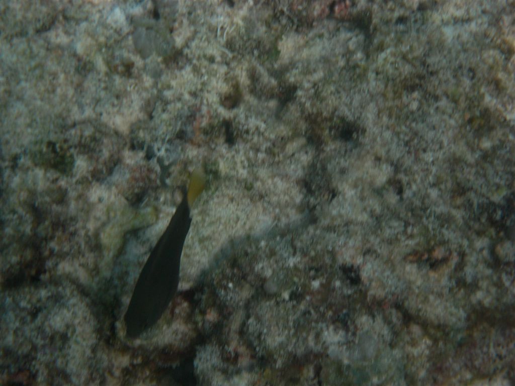 Underwater-Gili-16