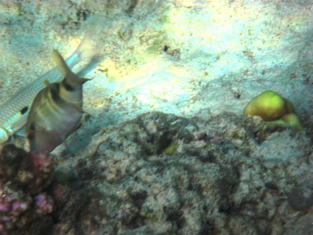 Underwater-Gili-17