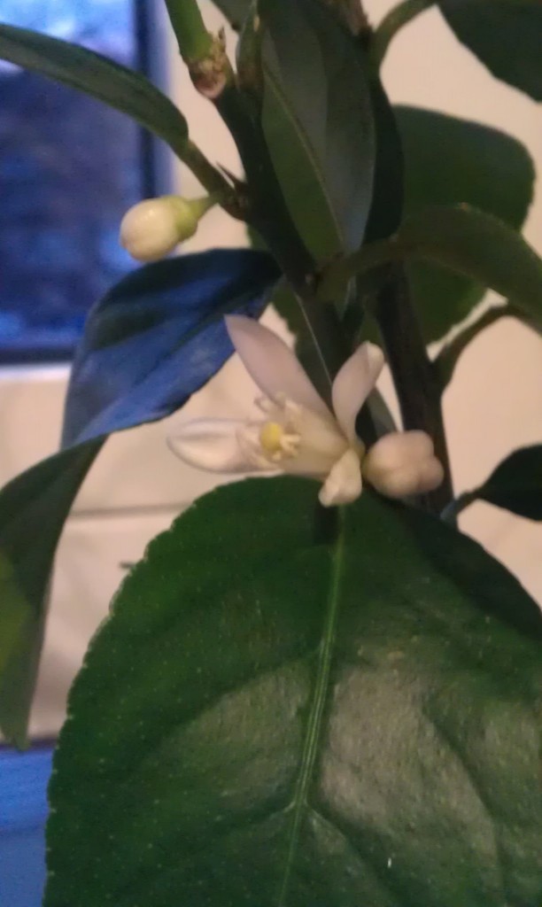 Lemon flowers