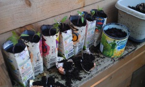juice box pots