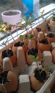 tomato plants in eggshells
