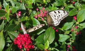 Butterflies in Changi Airport
